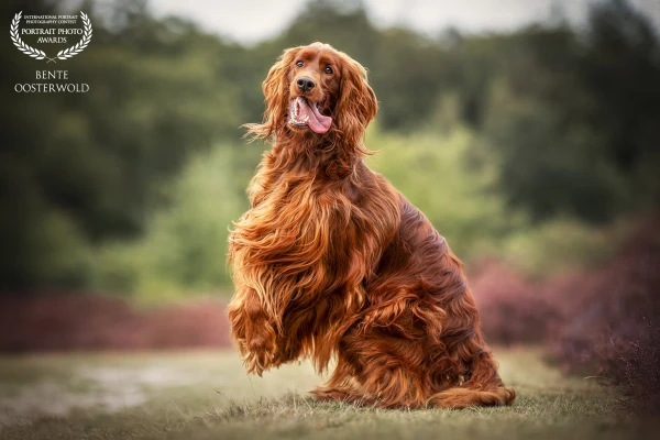 Aaaand, action!!
This dog didn’t really like sitting still, so this photo describes the shoot perfec...