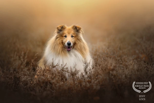 Boefje poses in the heather
