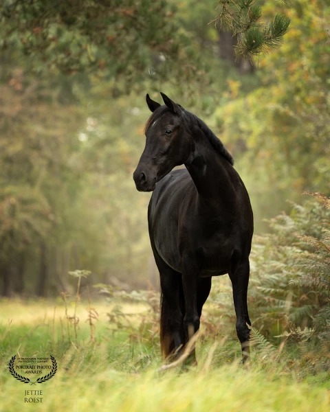 2,5 year old mare Noa in the Dutch dunes.