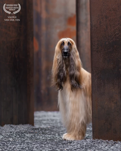 Elegant Afghan Greyhound Jaden at this cool industrial place at Genk, Belgium.