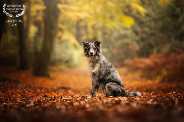A photoshoot in the Speulderbos during autumn, featuring this dog sitting neatly on the path, surrou...