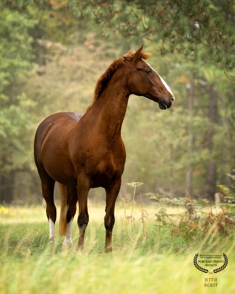 18 year old mare Cherry (v. Waldemar) in the Dutch dunes.
