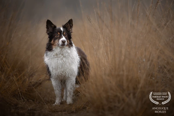 Skip..

When the weather is not showing it's best.. But lovely to see the raindrops on his furrrrrr.