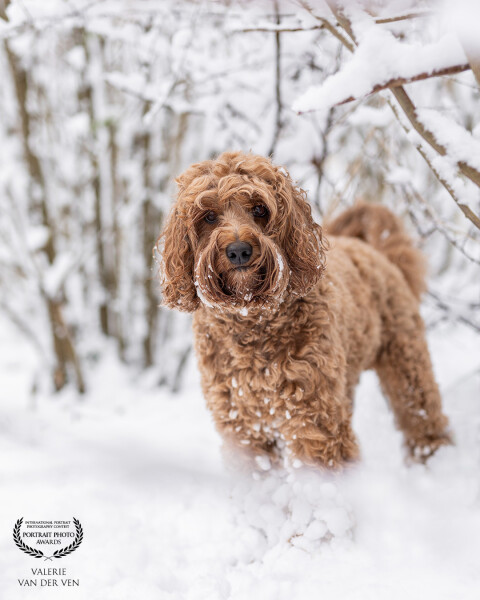 My own best friend and teddybear Vida in the snow. An unique experience in The Netherlands.
