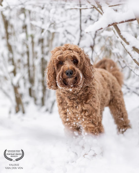 My own best friend and teddybear Vida in the snow. An unique experience in The Netherlands.