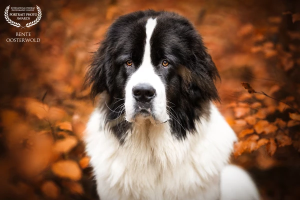 Love autumn colors! It suits handsome dog Boet perfectly.