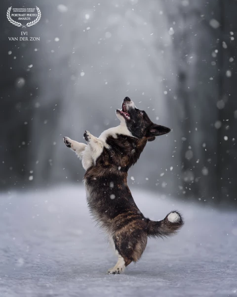 Had a photoshoot with Frenkie and his owner Kelly. Frenkie loved the snow, tried catching snowflakes...