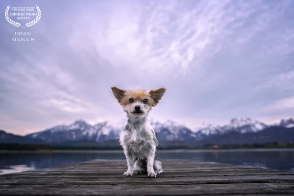 Small but mighty - Rosé, the small Yorkshire Terrier, proudly poses in front of giant mountains.