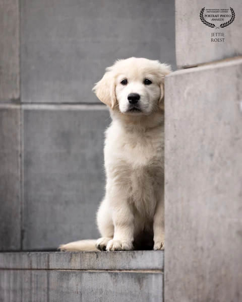 11 weeks old golden retriever puppy Charlie in the city.