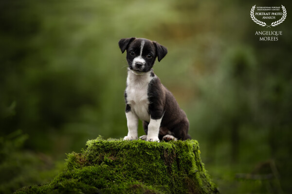 Puppy Spetter waiting for me to shoot the perfect shot.