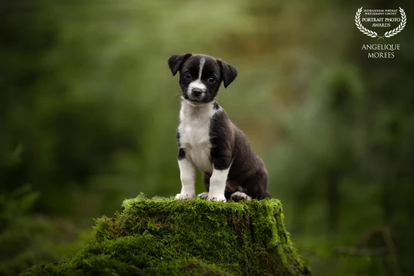 Puppy Spetter waiting for me to shoot the perfect shot.