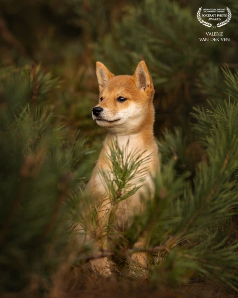 Cute puppy Suki 13 weeks young. Looks like she discovered the forest, but it was just one big tree a...