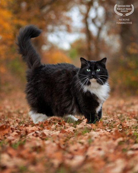 Mijn grote knuffelbeer Charlie