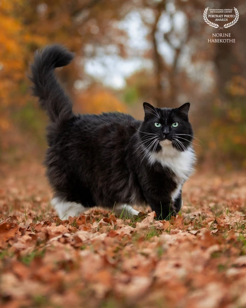 Mijn grote knuffelbeer Charlie