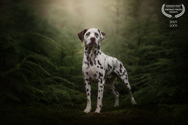 Mika in forest mood 🌿