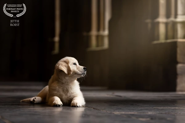 11 weeks old Golden Retriever puppy Charlie in the city.