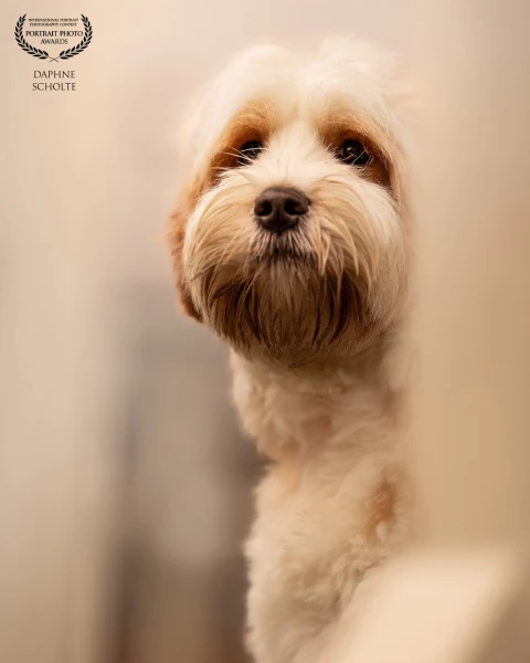 A Quiet Moment

Sometimes a portrait doesn’t need a dramatic landscape or a grand setting.

This ima...