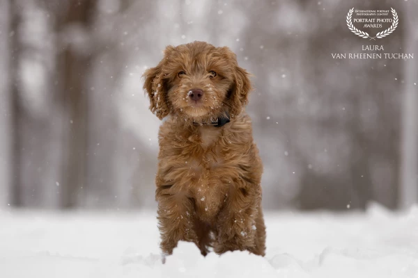 Tiny paws, falling snow and a whole world to discover for this little one