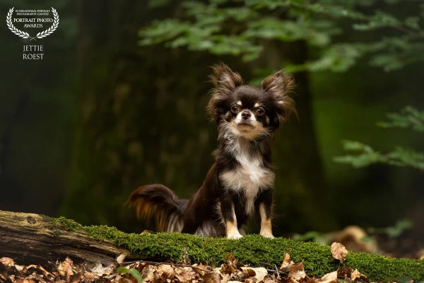 Handsome chihuahua Teddy in the forest.