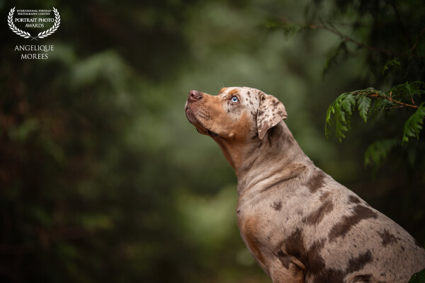 Handsome Remy, just a puppy
