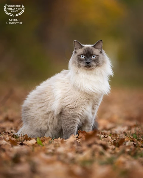 Knappe Dexter in de herfst