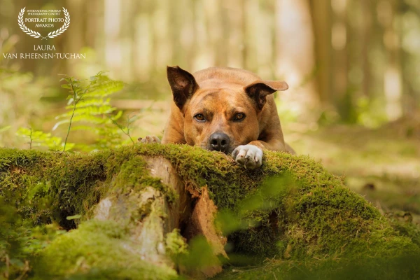 Trying to frame the feeling: That raw, robust energy against the quiet of the woods