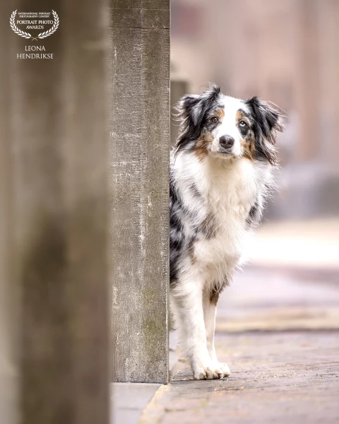 Aussie Evy in an urban setting in the center of the city of Utrecht (Netherlands). Her two-tone eyes...