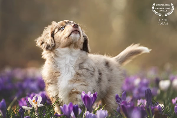 An 8-week-old puppy sets out on an adventure among the first spring flowers. Everything is new: ever...