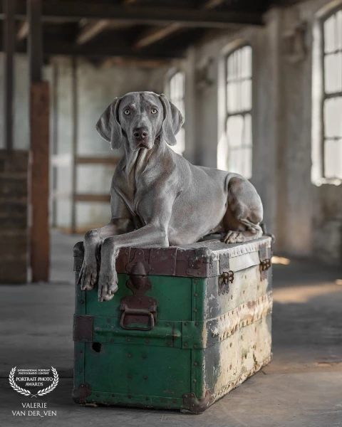 Handsome Weimeraner Soof posing like a pro at this industrial location.
