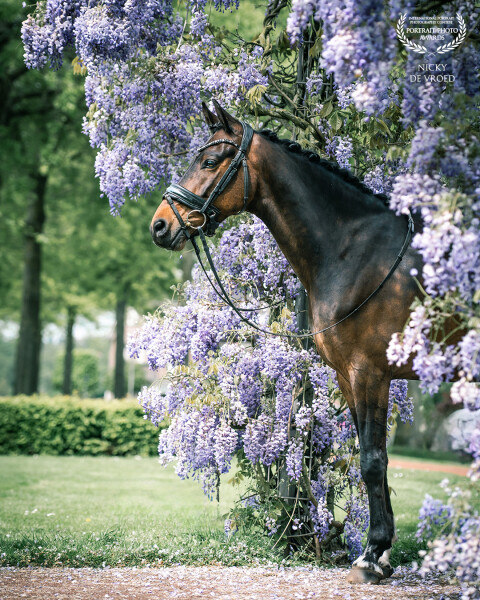 Stoere pony Gooff bij de magische wisteria. Deze plek blijft altijd weer magisch. 

Eigenaar: @linne...