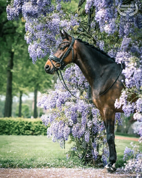 Stoere pony Gooff bij de magische wisteria. Deze plek blijft altijd weer magisch. 

Eigenaar: @linne...