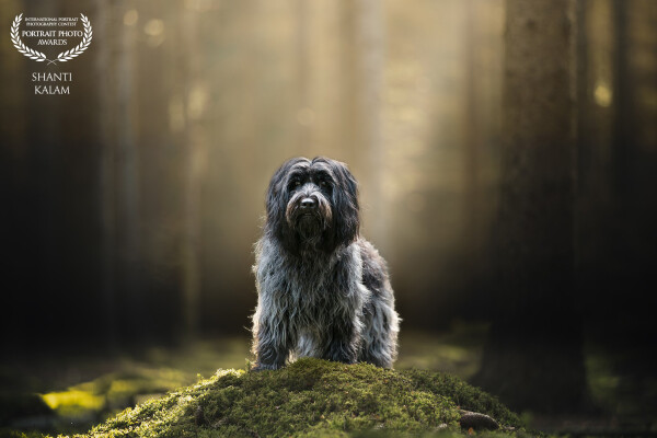 In the early morning in the forest.