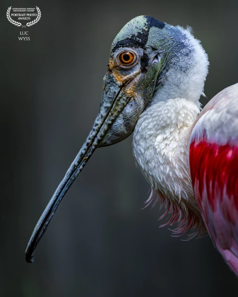 That's Mr. Spoonbill. He needed a new passport photo for his application as an accountant. His profe...