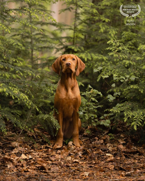 Knappe Sooff 
Ze deed het onwijs knap tijdens haar Grow-up Puppyshoot. Kan niet wachten om haar weer...