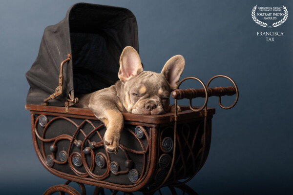 Dreaming of Tomorrow
In a world that never stops moving, this portrait reminds us to pause. Curled u...