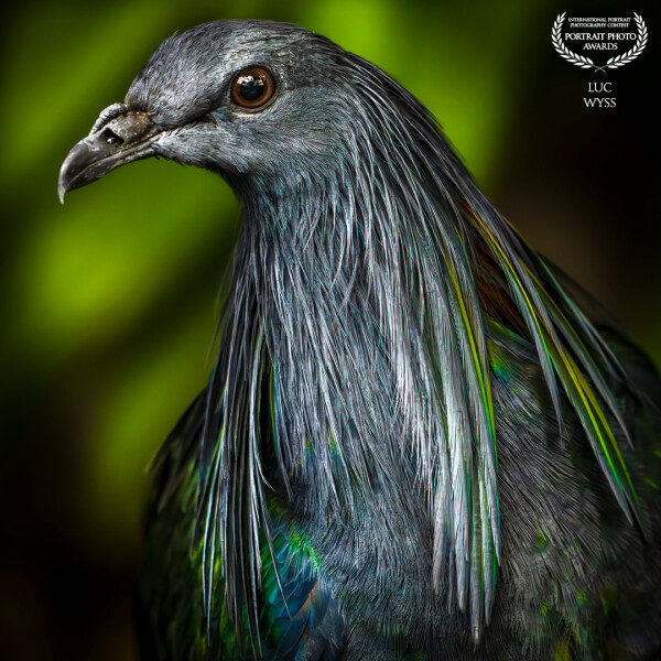Mr. Nicobar pigeon had a date with a beautiful girl. So, he had to look reasonably acceptable for it...