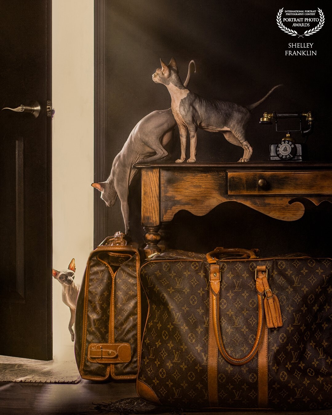 I wanted this image to tell the story of how panic sets in when pets see the suitcases come out. I added the prop of the phone to show they would be waiting at home incase they called and missing their traveling house mates.