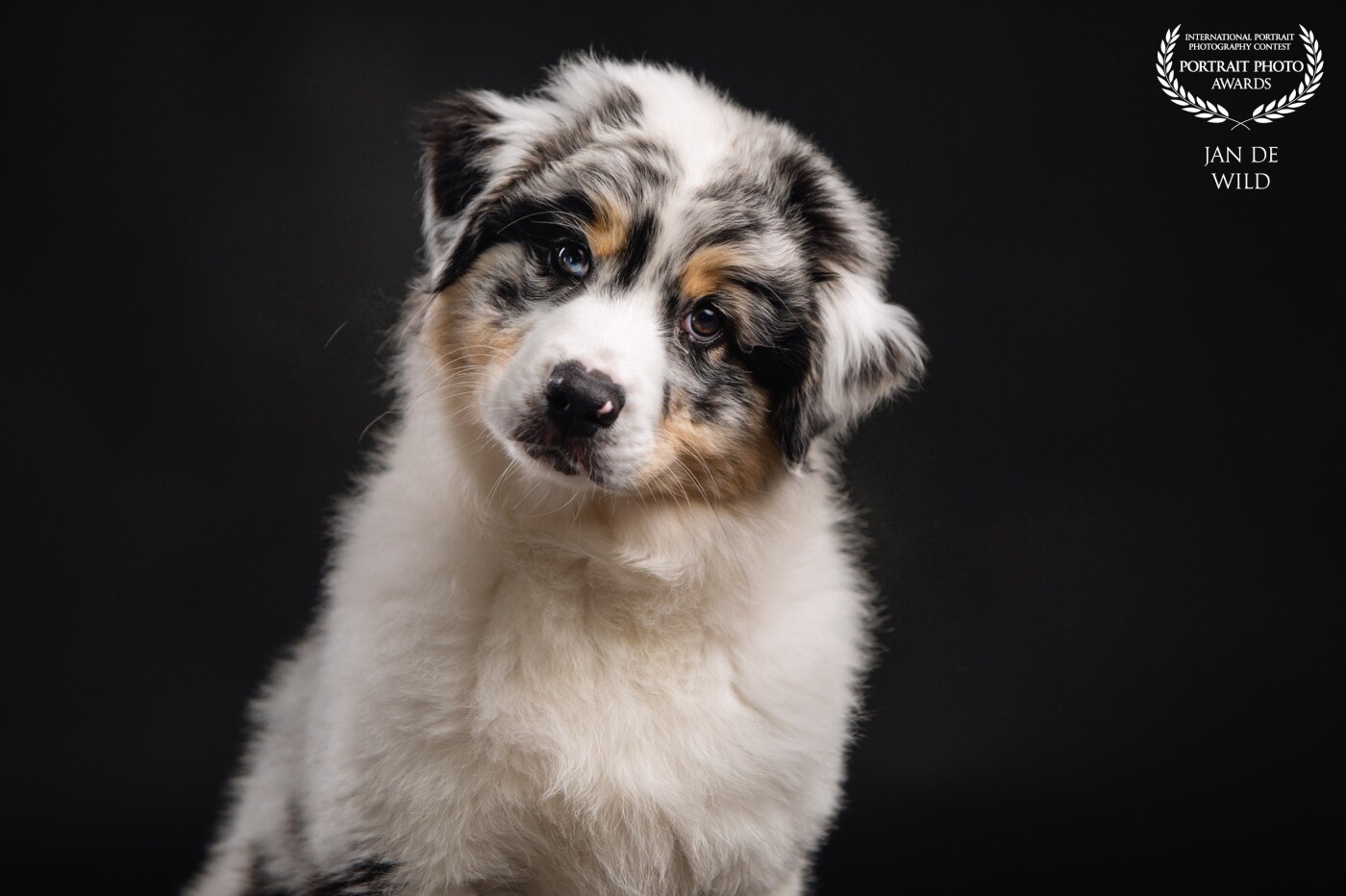 Had the opportunity to have this very cute puppy in my studio. A beautiful Australian Shepard puppy staring in the lens, being playfull and fluffy :-)