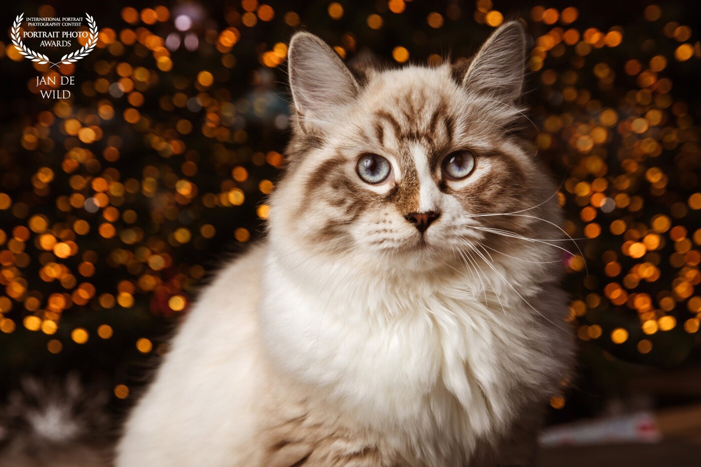 This was one of the shots from the Christmas shoot with our beautiful Siberian cat, she don't like to pose so this was one of the best photos