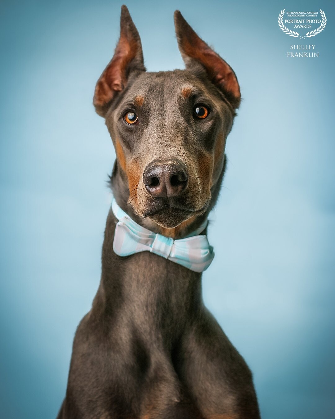 Blue on Blue. <br />
<br />
Heartache to heartache. <br />
<br />
This image was taken as a light test while I prepared for a client. I had no idea this simple photo of my husbands cherished blue Doberman would come to mean so much to us. <br />
He is no longer with us so seeing his sweet face brings a while mix of emotions from happiness to sadness.
