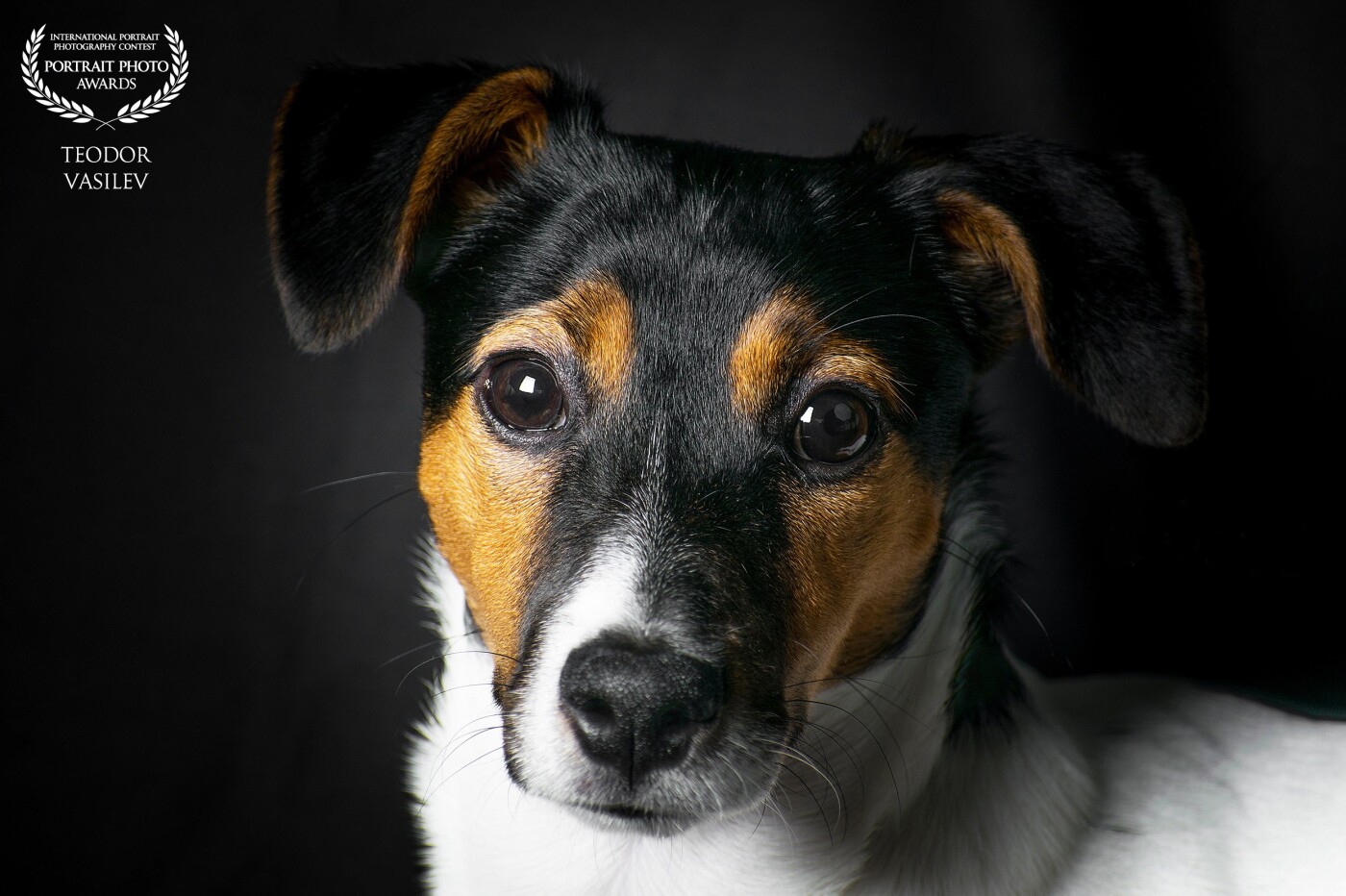 I present to you Arty. My 5-years old Jack Russel Terrier. It is extremely difficult to shoot such dog because it can't stay still even for a minute but I got this chance!