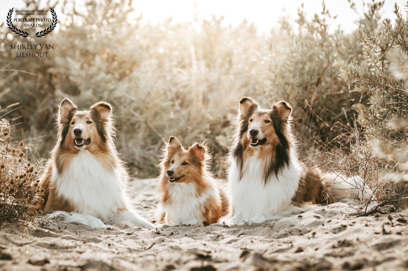 How lovely these Border Collies are named Kyra, Djoni and Jora. They are best friends and very good at modelling too! This picture was taken in the Dutch dunes at the Vrouwenpolder beach last Summer.