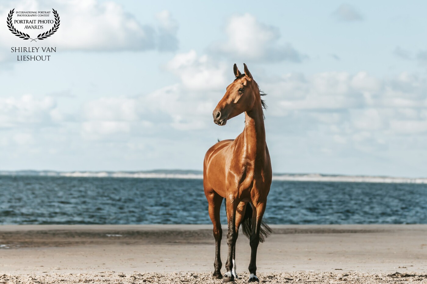This is beautiful mare 'La Fleur' and how lovely she is! And she knows it! This picture is taken on the Vrouwenpolder-beach in the Netherlands during last Summer.