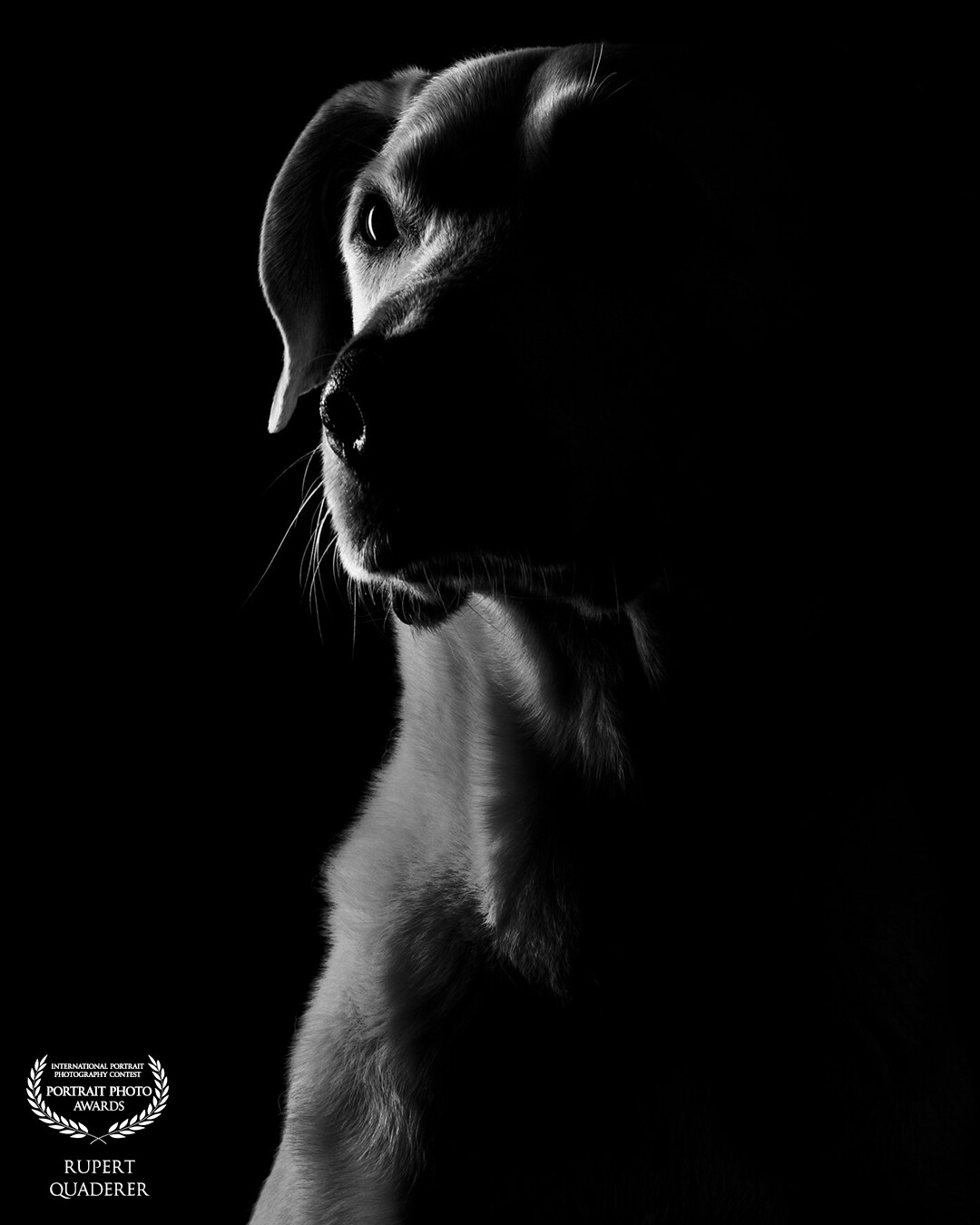 My dog Henry in my Studio. Silhouette and low light test shooting with animals.