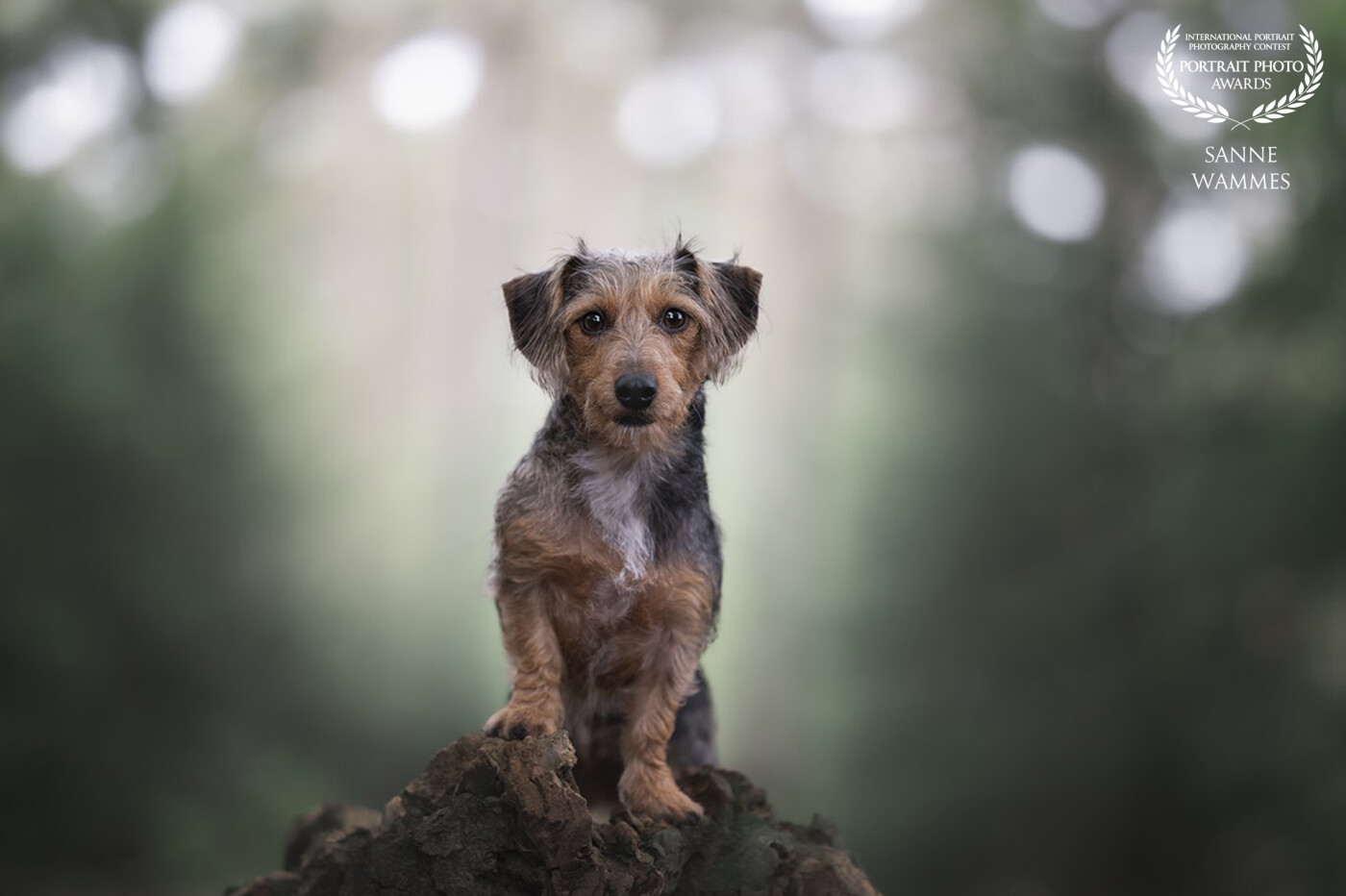 I really enjoy photographing dogs. I find it most beautiful in nature, with the right light in the morning or afternoon. This is Juul, a dachshund, in a setting where I felt everything was right.