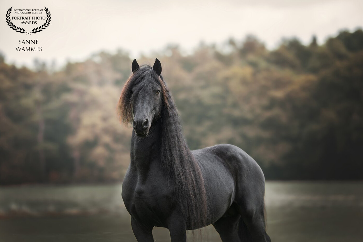 This is Diablo, a Friesian stallion, a very special horse with a magical appearance. I took this photo in the fall period. I love the colours of the trees and the  dark atmosphere. I asked the owner of Diablo if he wants to join a workshop for photographers together with Diablo, because he's such an outstanding model!