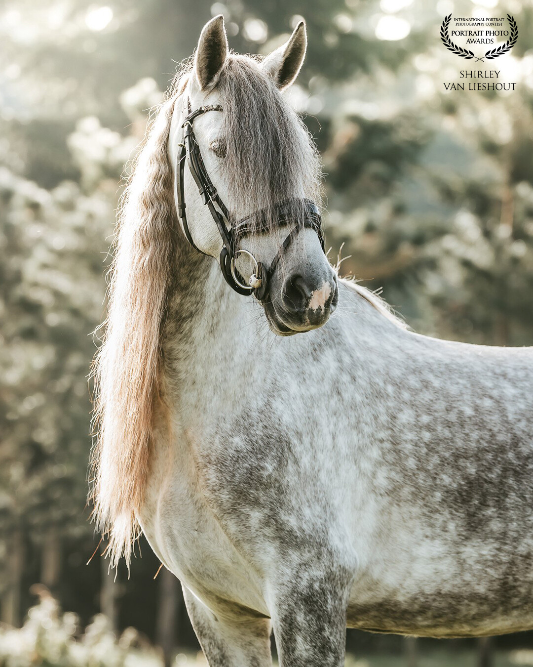 Gorgeous PRE mare 'Luna' during a photoshoot with my daughters. This picture of Luna alone I took quickly and in the mean time but the light is perfect and so is Luna herself!