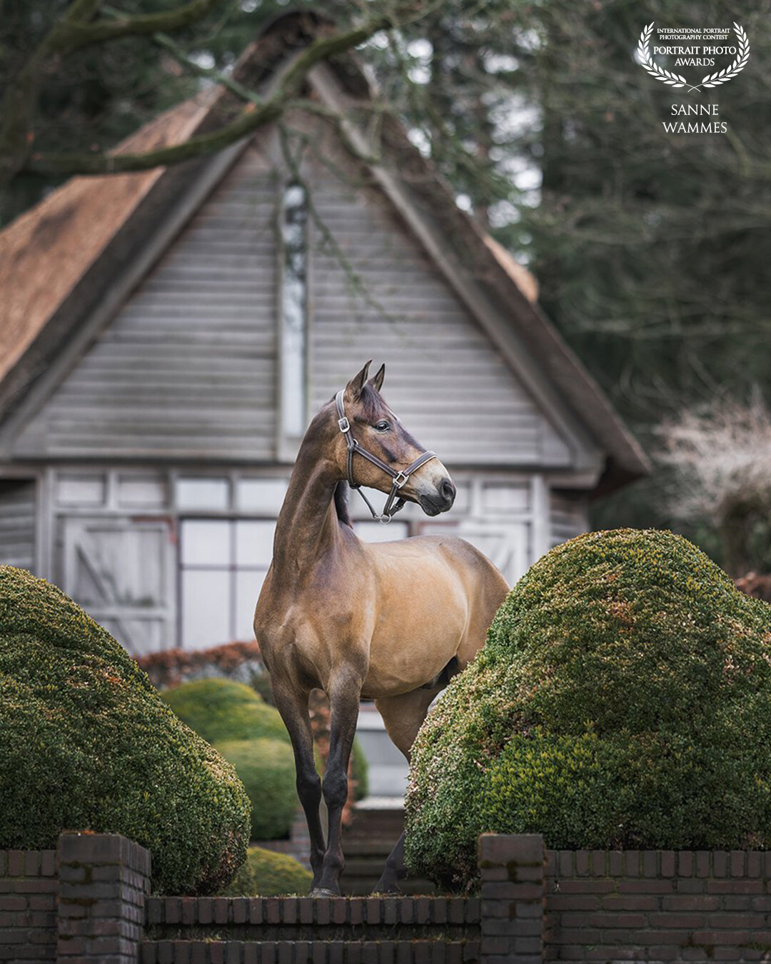 When it comes to photographing horses, the location can make all the difference. For me, this setting was unique and interesting and I love how this photo turned out.