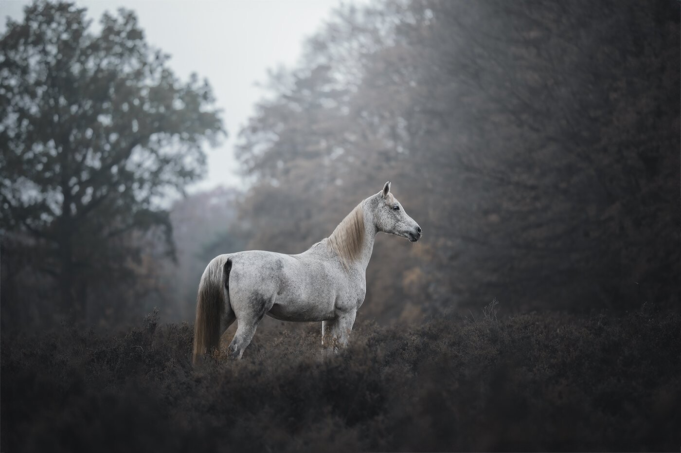 Wonderful Arabian mare during a cloudy but beautiful day.