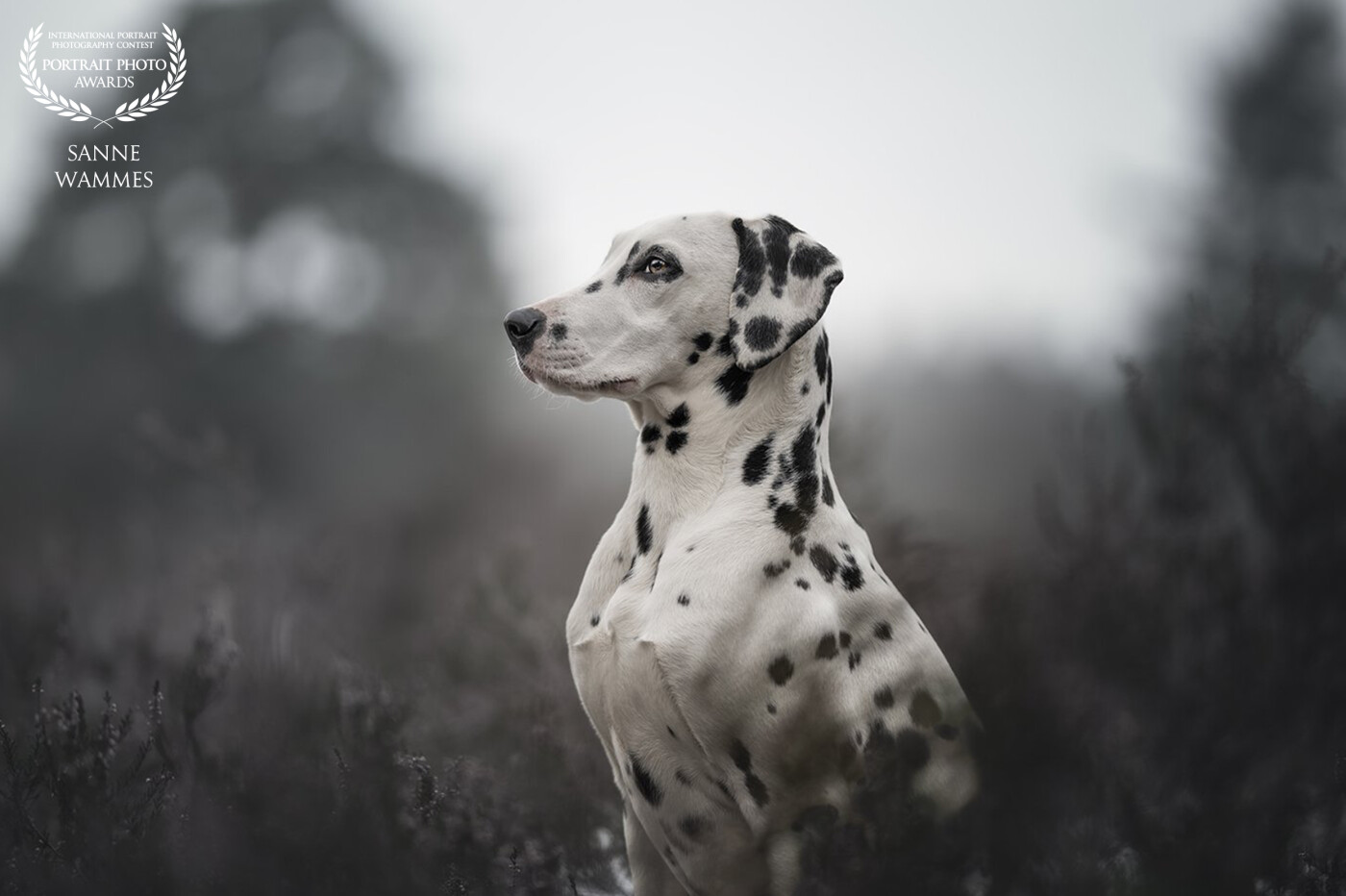 A Dalmatatian dog, really well trained, so lovely to photograph her during a ckoudy but beautiful day.